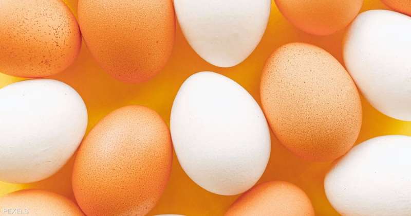 البيض المخصب