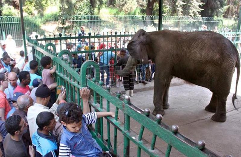 سعر تذكرة دخول حديقة الحيوانات بالجيزة في إجازة نصف العام