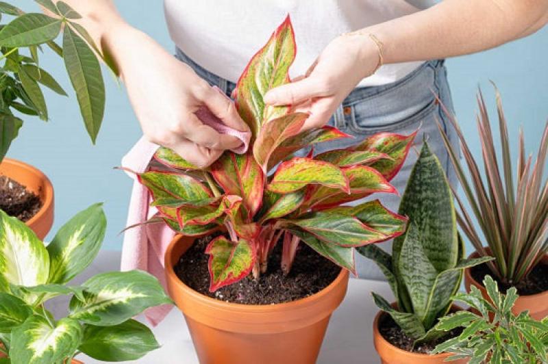 كيفية المحافظة على النباتات المنزلية من ”تراب أمشير”
