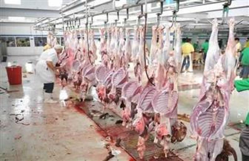 الطب البيطري: دعم المجازر بالأطباء البيطريين استعدادًا لعيد الأضحى