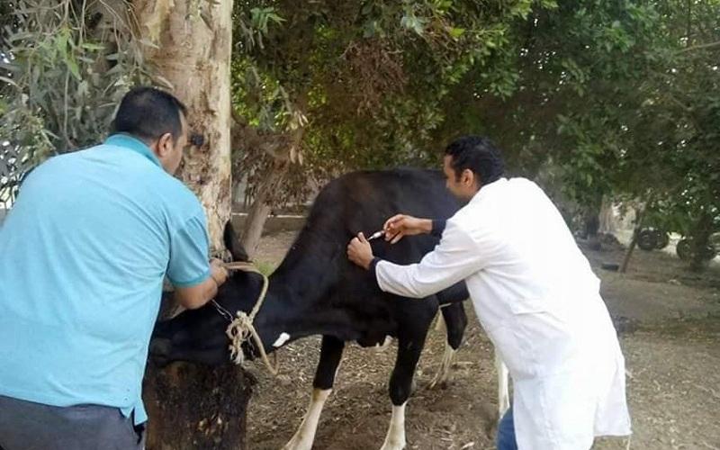 حملة مكثفة للطب البيطري لتحصين الثروة الحيوانية بدمياط