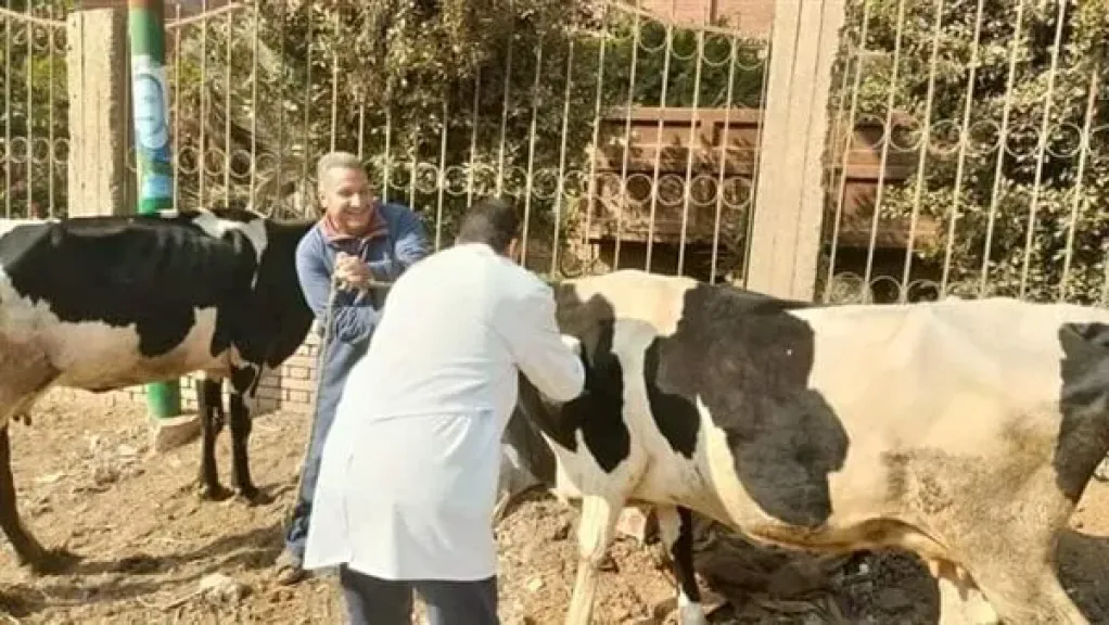 ”الزراعة” تُطلق غدا الحملة القومية للتحصين ضد مرض الحمى القلاعية وحمى الوادي المتصدع