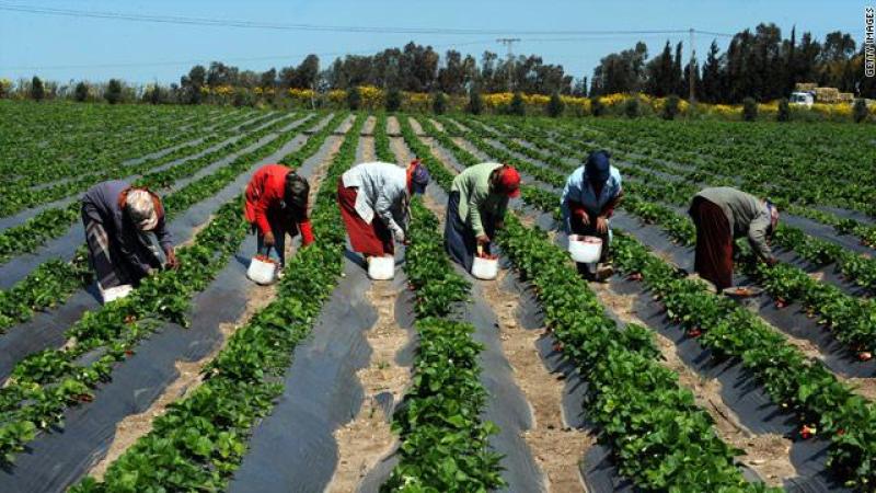 الزراعة في 9 سنوات.. الرئيس السيسي يقود نهضة زراعية غير مسبوقة