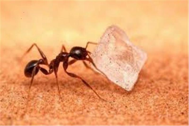 12 طريقة طبيعية للتخلص من نمل المنزل