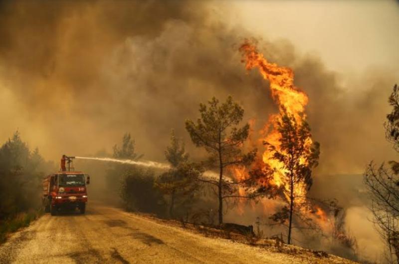 خبراء يكشفون أسباب حرائق الغابات حول العالم