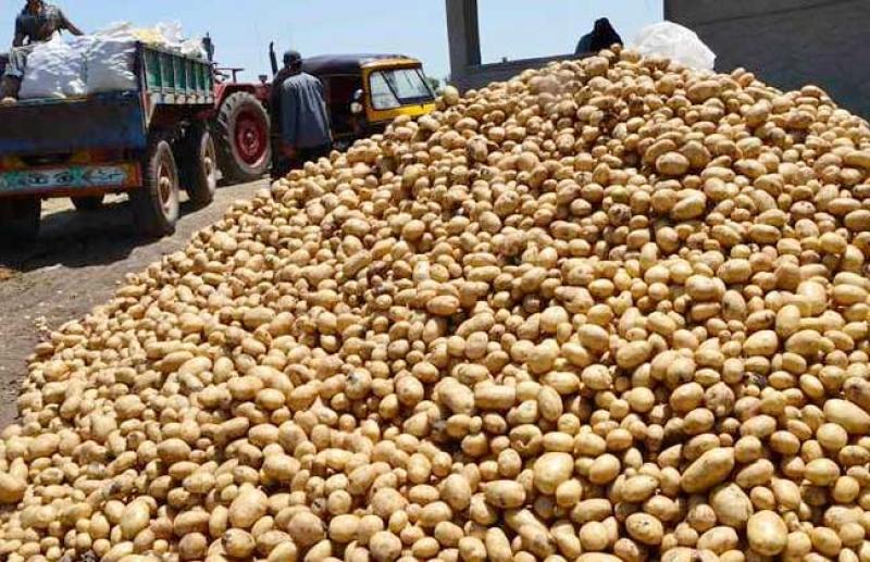 سلامة الغذاء: البطاطس تتصدر قائمة الخضروات المصرية المصدرة للأسواق الخارجية