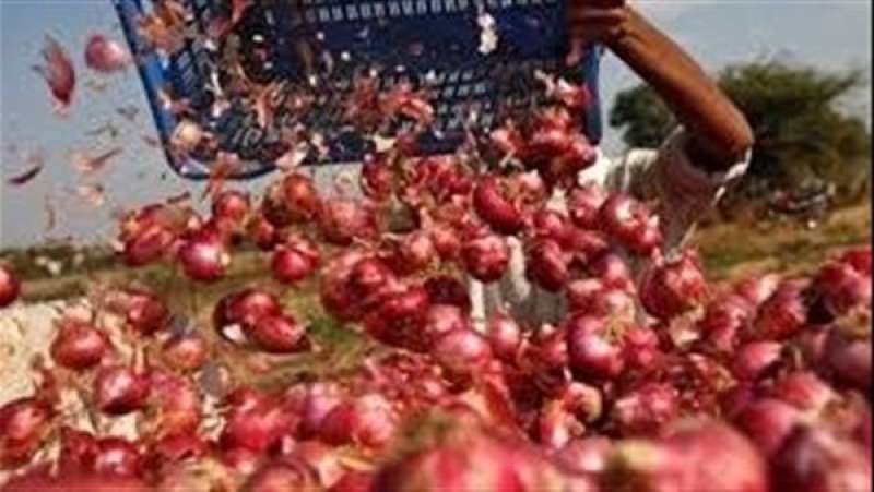 شعبة الخضروات: قرار وقف تصدير البصل انحياز من الدولة لمصلحة الفقير