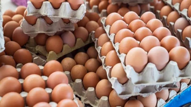 اتحاد منتجي الدواجن: توافر الأعلاف ساهم في تخفيض أسعار البيض