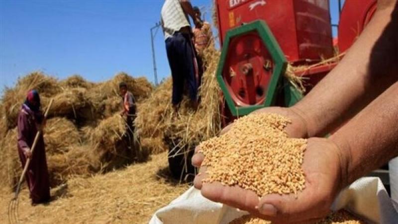استاذ اقتصاد زراعي: المستهدف العام الحالي توريد 3.5 مليون طن من القمح