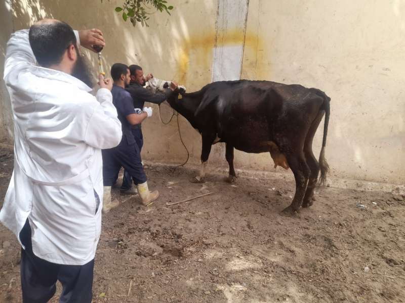 علاج وفحص أكثر من 6000 رأس ماشية مجانًا لدى 1800 من صغار المربين بمحافظة المنيا| صور