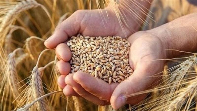 تقاوي ودعم فني.. الزراعة: الدولة تولي اهتماما كبيرا بمحصول القمح