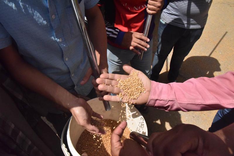 تموين الدقهلية: توريد 266 ألف طن من محصول القمح للشون والصوامع