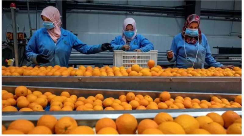 نقيب الزراعيين: 35 مليون طن حجم إنتاج مصر من الخضروات والفاكهة سنويا