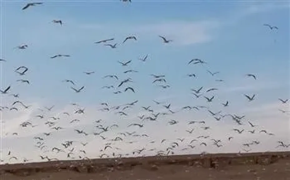 مصر تحتفل باليوم العالمي للطيور المهاجرة وتؤكد التزامها بحماية التنوع البيولوجي