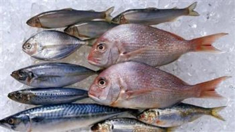 استقرار أسعار الأسماك في الأسواق اليوم الأحد 19 مايو.. بوري وسط بـ 126جنيها