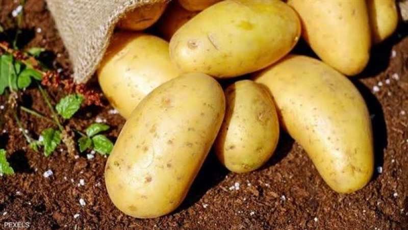 الشعبة تطلق تحذيرا عاجلا| أزمة جديدة تضرب محصول البطاطس في مصر