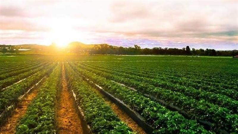 مركز المناخ بـ”الزراعة”: مخاطر ارتفاع موجات الحرارة تؤثر على المحاصيل
