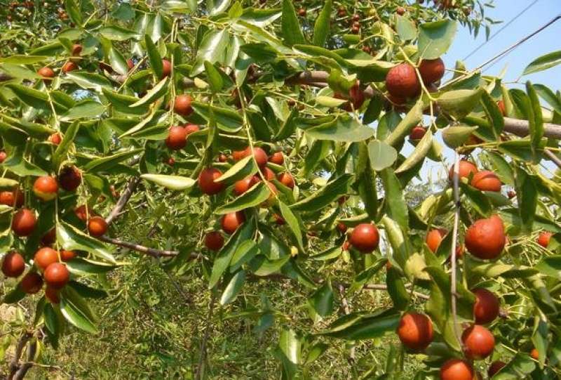 عشبة قديمة تساعد في مكافحة التدهور العصبي