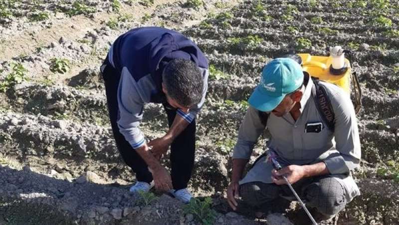 ”الزراعة” تقدم الدعم الفني لمزارعي البساتين في الاسكندرية