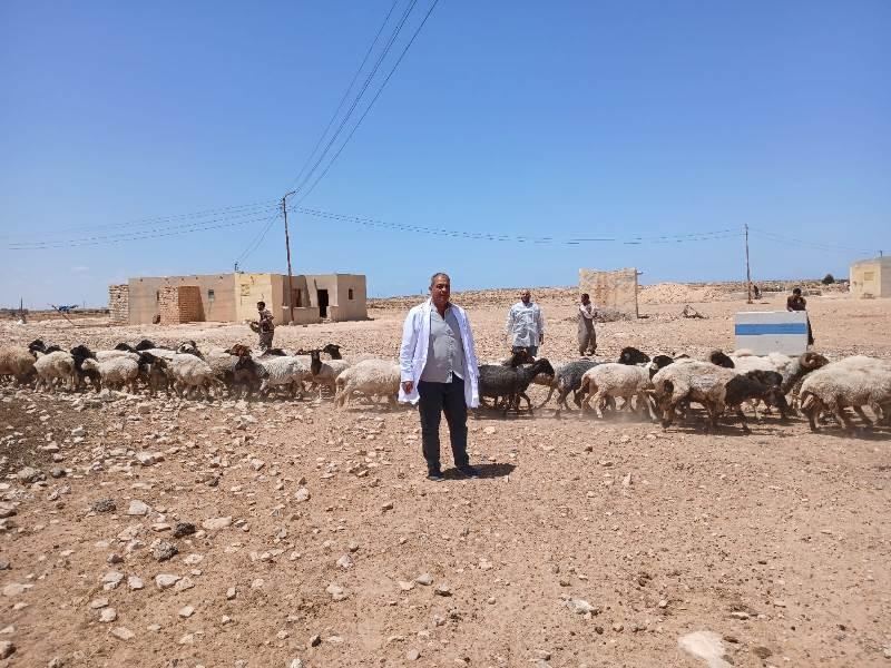 قافلة بيطرية مجانية شاملة السلوم تقوم بتحصين 1200 رأس ماعز