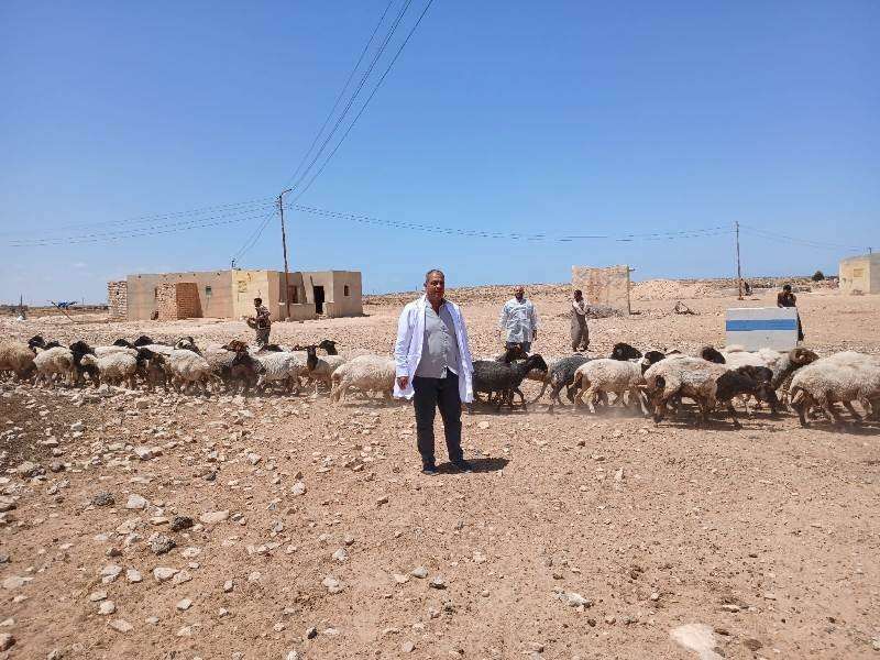 قافلة بيطرية مجانية شاملة السلوم تقوم بتحصين 1200 رأس ماعز