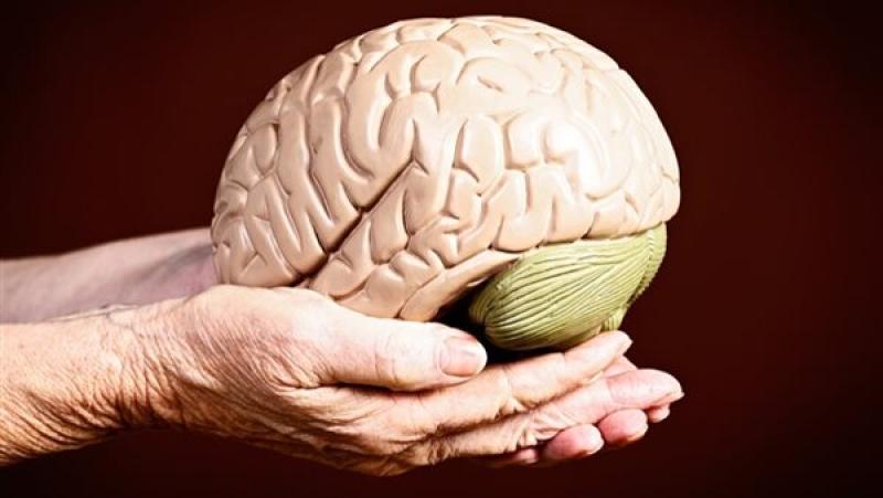 دراسة تحدد عوامل تُسرع شيخوخة الدماغ