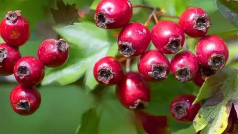 9 فوائد صحية لتوت الزعرور.. ومرضى القلب يمتنعون