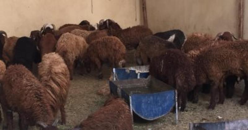 بدء إنشاء شوادر وزارة التموين لطرح الخراف الحية للأضاحى