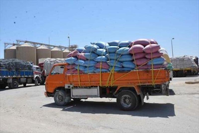 توريد أكثر من 230 ألف طن قمح بكفر الشيخ حتى الآن