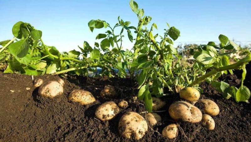 وزير الزراعة: مليون طن بطاطس تم تصديرها في 2025 مقارنة بـ650 ألفا في العام الماضي