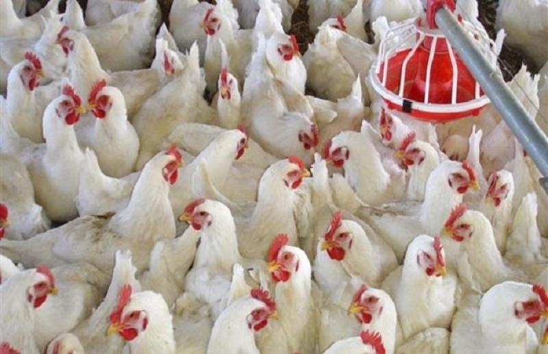 وزير الزراعة: لا وجود لفيروسات الدواجن.. ونسب النفوق طبيعية بسبب الطقس