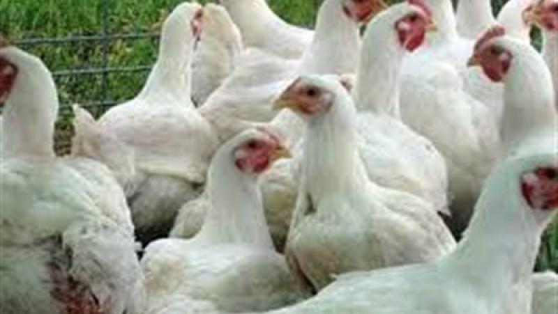 أستاذ أمراض دواجن: الفيروسات لا تنتقل من الطيور للإنسان..”الفراخ المصابة لا تُباع”