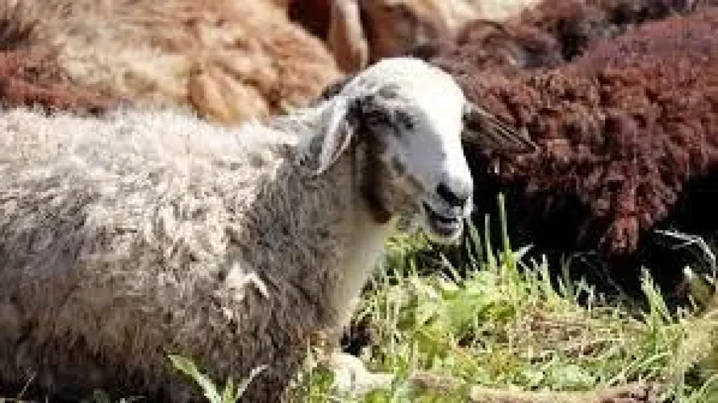 ما هي الأضحية؟.. دار الإفتاء توضح معناها الشرعي وما لا يُعد منها في عيد الأضحى
