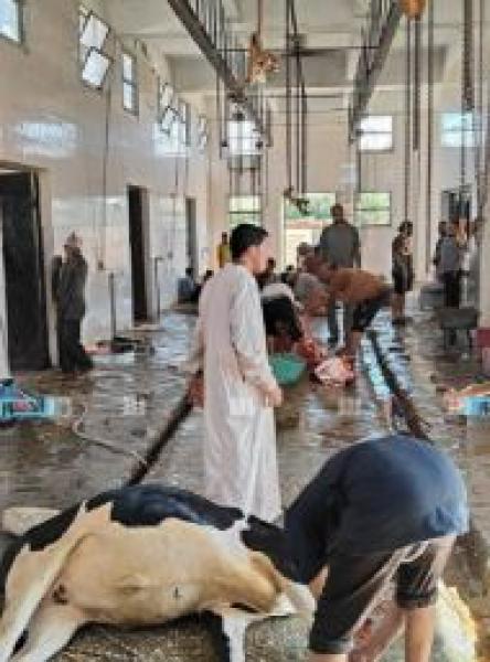 استمرار ذبح الأضاحي بالمجازر في الوادي الجديد خلال ثاني أيام العيد
