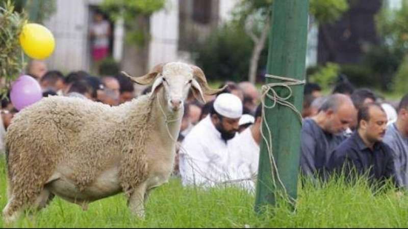 ”التعليم العالي” تقدم إرشادات لمرضى الأمراض المزمنة بشأن لحوم عيد الأضحى