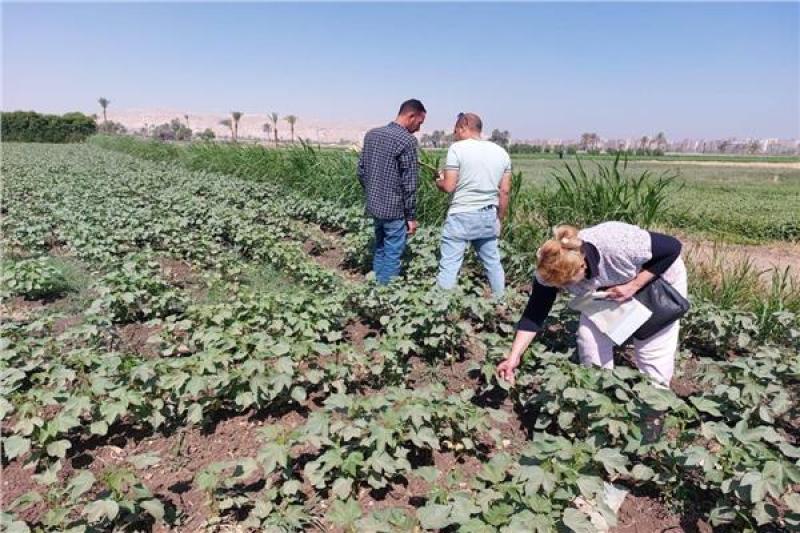 محافظ أسيوط يوجه بتكثيف متابعة إنتاجية المحاصيل الزراعية بالمراكز والقرى طباعة