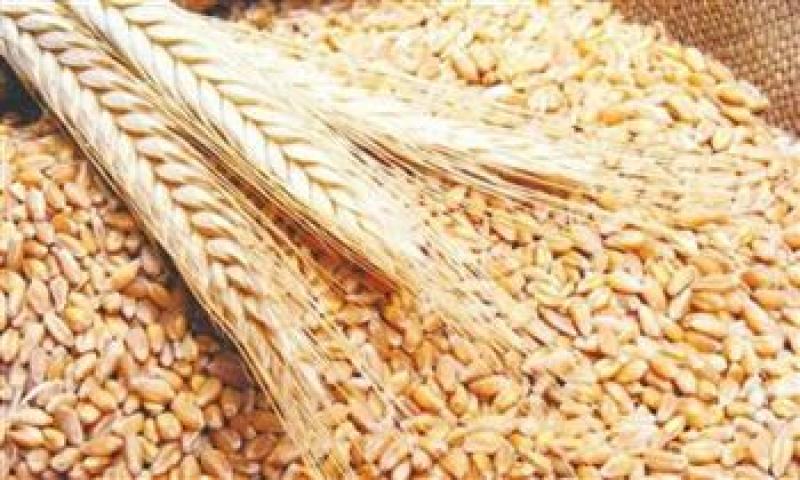 توريد أكثر من 511 ألف طن قمح في المنيا منذ بدء موسم 2025