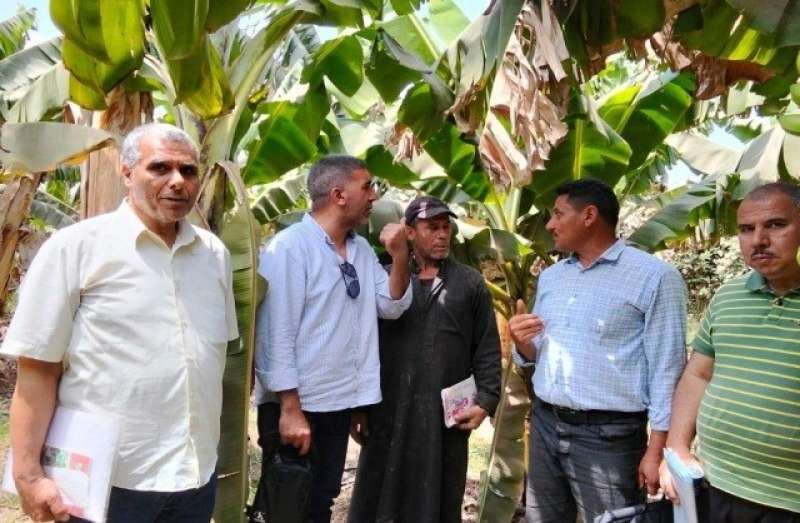 الزراعة تصدر تراخيص لـ 352 صوبة ومشتلا لإنتاج شتلات خضر خلال يونيو