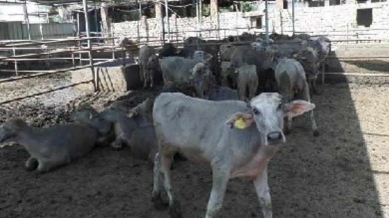 زيادة إنتاج اللحوم والألبان بعد نجاح مشروع ”البتلو”.. تفاصيل