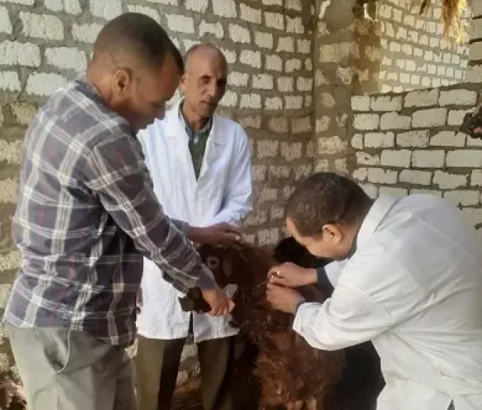 محافظ المنيا: تحصين 181 ألف رأس ماشية ضد الأمراض الوبائية لحماية الثروة الحيوانية