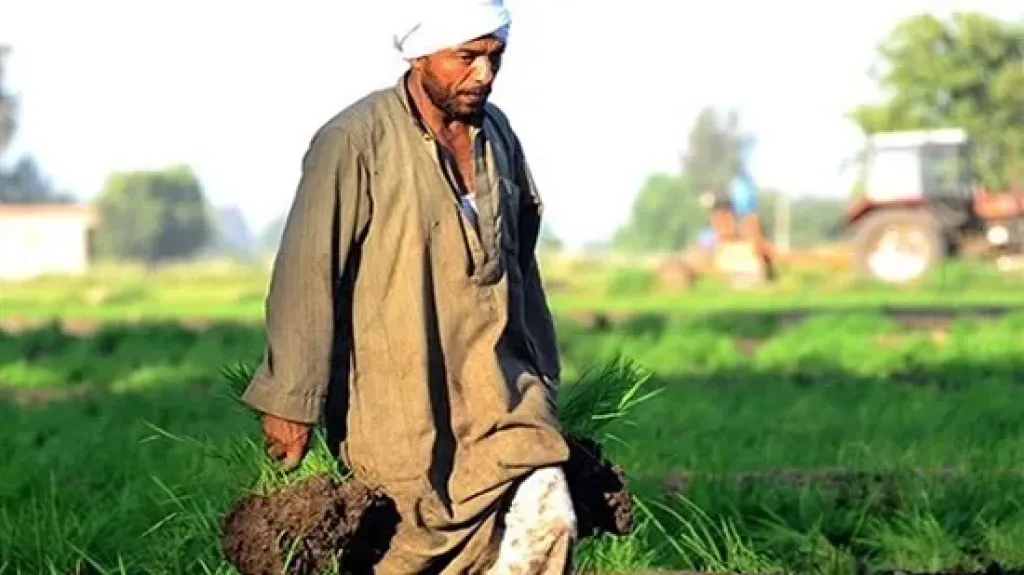 الفلاح المصري.. حارس الأمن الغذائي وداعم الصناعة ومصدر للعملة الصعبة