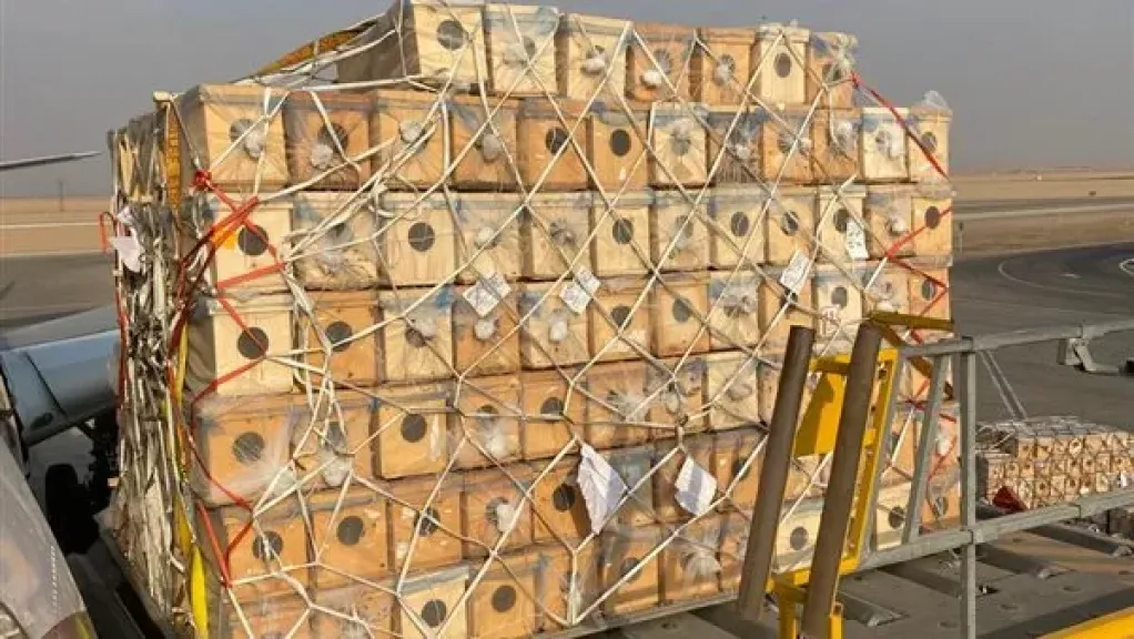 مصر للطيران للشحن الجوي تنقل شحنة حساسة من النحل الحي لمطار الباحة بالسعودية