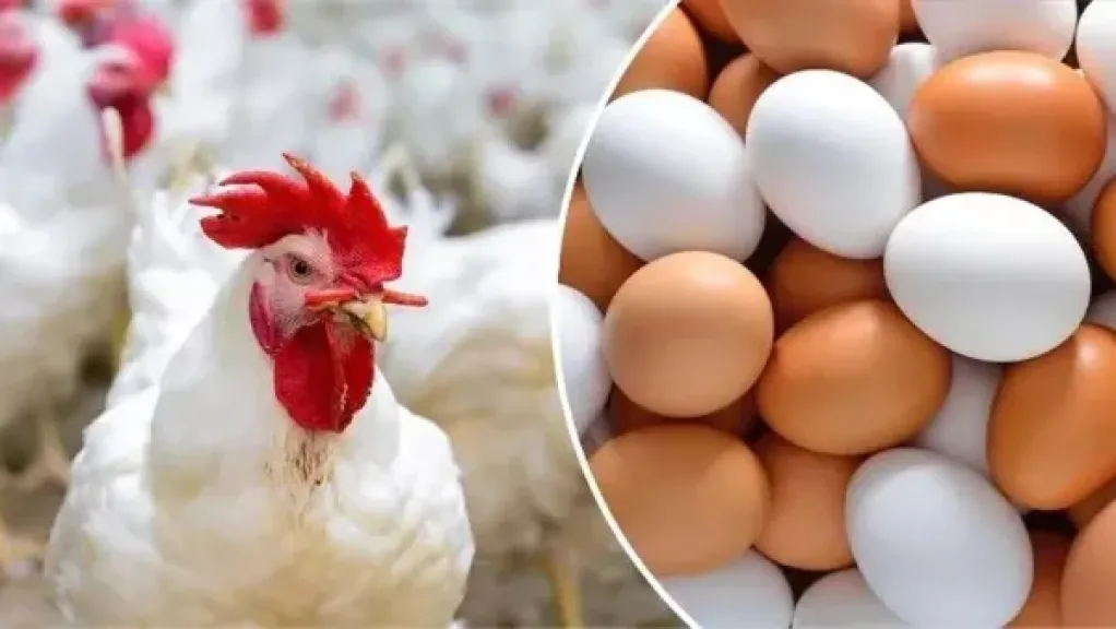 غرفة الدواجن: أسعار البيض غير عادية ومبالغ فيها
