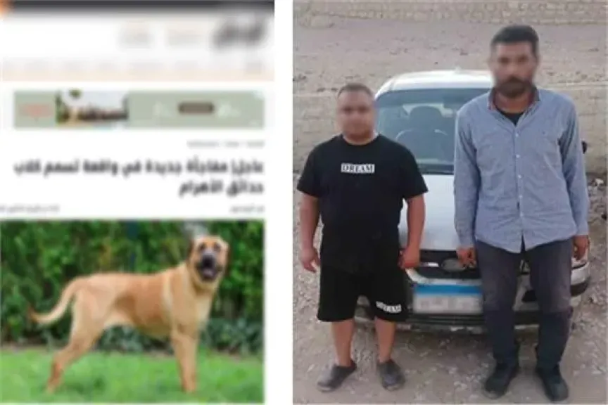 ضبط شخصين تسببا في نفوق كلاب ضالة بطعام مسموم بالجيزة
