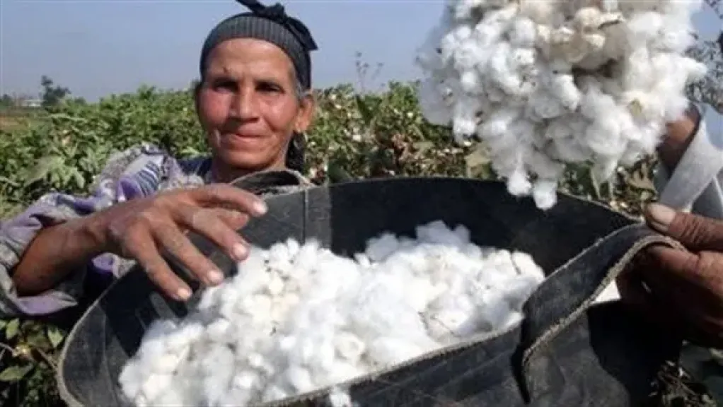 مساعد وزير قطاع الأعمال: القطن المصري يفتح الباب لتوطين صناعة الغزل والنسيج