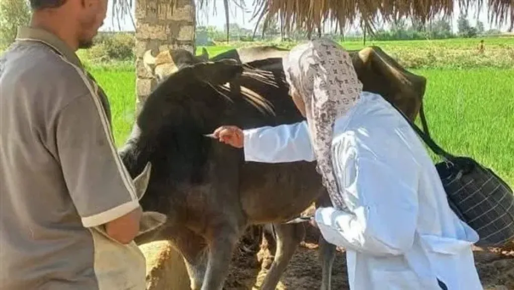 هل اللحوم آمنة بعد انتشار وباء الحمى القلاعية.. نقيب الفلاحين يجيب