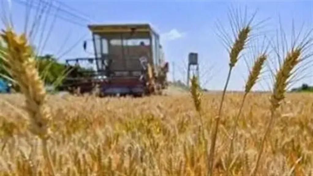 اقتصادي: القطاع الزراعي يحمل المفاتيح الذهبية لزيادة حصيلة العملة الصعبة لمصر