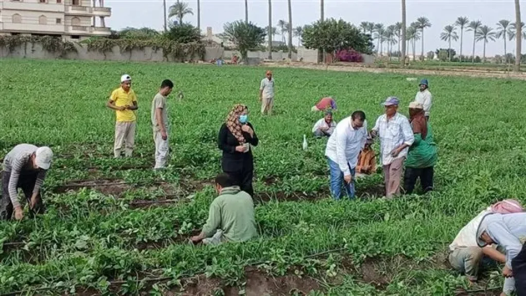 الزراعة تنفذ أكثر من 2300 نشاط إرشادي متنوع لدعم المزارعين خلال اكتوبر