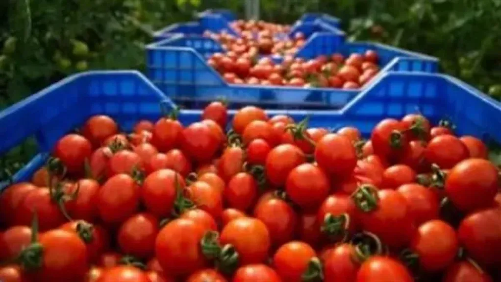 الطماطم بـ 3 جنيهات.. شعبة الخضروات تفجر مفاجأة عن الأسعار