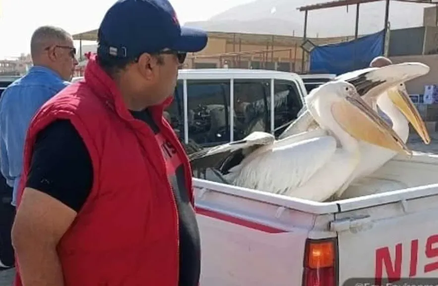 وزارة البيئة تعلن انتهاء حملة موسعة لحصر وجمع طيور البجع بطريق السخنة